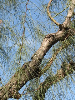 parkinsonia aculeata - licie